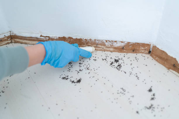 Reliable Paddock Lake, WI Pest Control Solutions